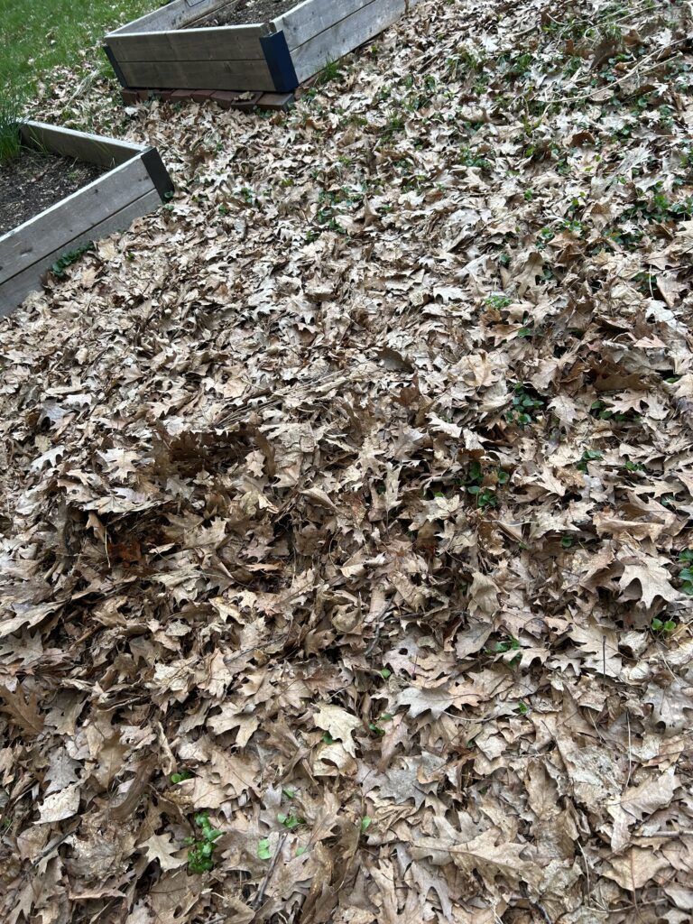 Leaf Cleanup